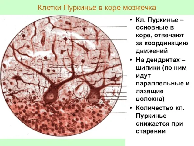 Клетки Пуркинье в коре мозжечка Кл. Пуркинье – основные в коре,