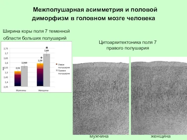 Межполушарная асимметрия и половой диморфизм в головном мозге человека Ширина коры