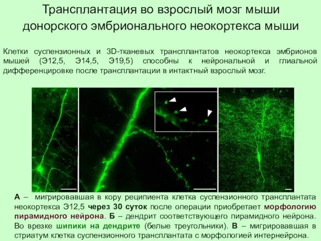 Трансплантация во взрослый мозг мыши донорского эмбрионального неокортекса мыши А –