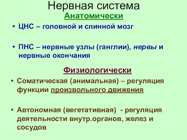 Нервная система Анатомически ЦНС – головной и спинной мозг ПНС –