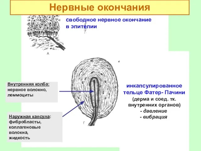 инкапсулированное тельце Фатер- Пачини (дерма и соед. тк. внутренних органов) давление