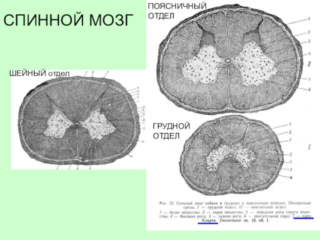 СПИННОЙ МОЗГ ШЕЙНЫЙ отдел ГРУДНОЙ ОТДЕЛ ПОЯСНИЧНЫЙ ОТДЕЛ