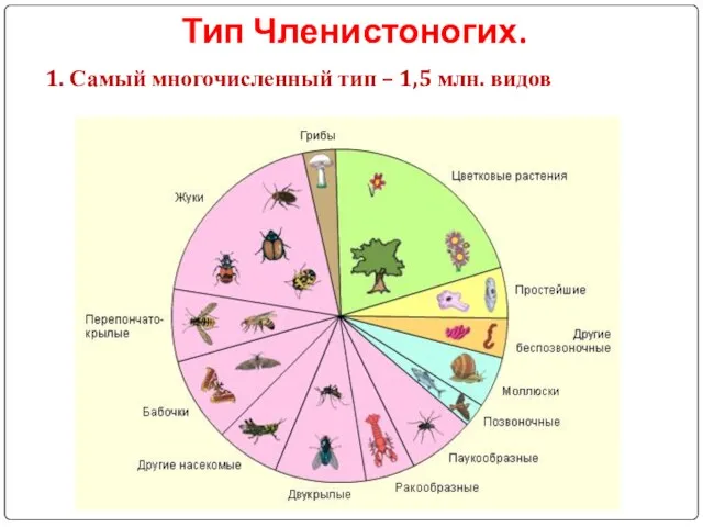 Тип Членистоногих. 1. Самый многочисленный тип – 1,5 млн. видов