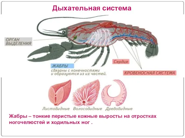 Дыхательная система Жабры – тонкие перистые кожные выросты на отростках ногочелюстей и ходильных ног .