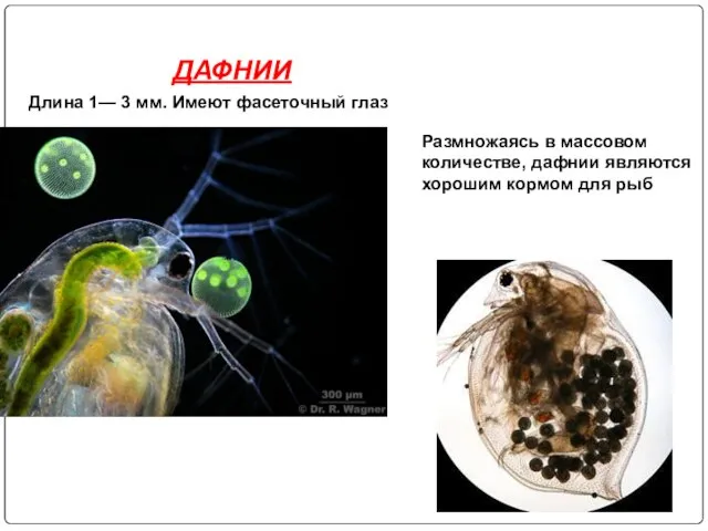 Длина 1— 3 мм. Имеют фасеточный глаз ДАФНИИ Размножаясь в массовом