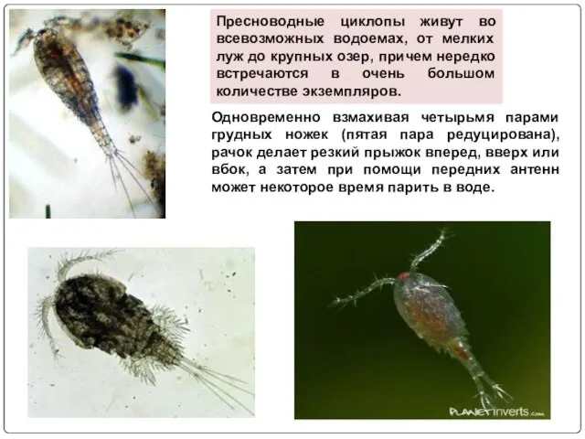 Пресноводные циклопы живут во всевозможных водоемах, от мелких луж до крупных