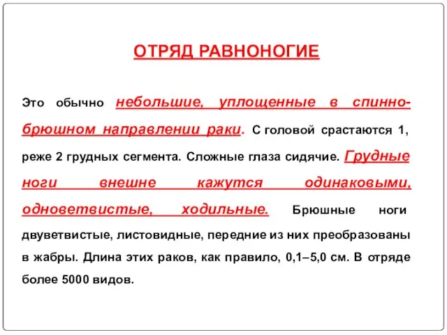 ОТРЯД РАВНОНОГИЕ Это обычно небольшие, уплощенные в спинно-брюшном направлении раки. С