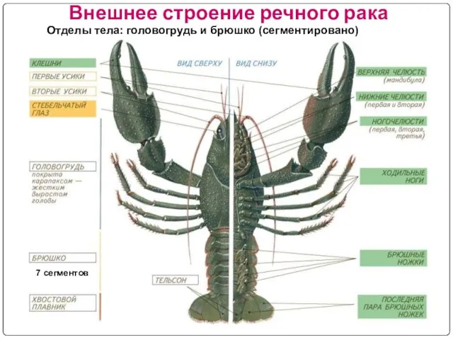 Внешнее строение речного рака Отделы тела: головогрудь и брюшко (сегментировано) 7 сегментов