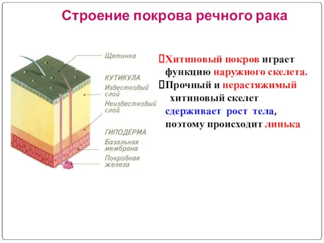 Строение покрова речного рака Хитиновый покров играет функцию наружного скелета. Прочный