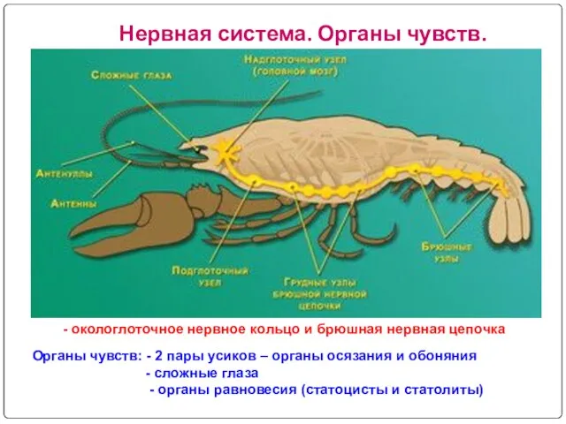 Нервная система. Органы чувств. - окологлоточное нервное кольцо и брюшная нервная