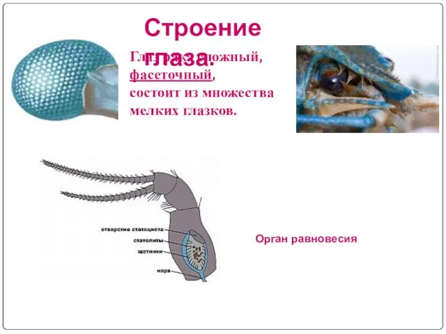 Строение глаза. Глаз рака сложный, фасеточный, состоит из множества мелких глазков. Орган равновесия