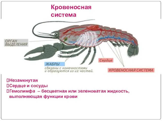 Кровеносная система Незамкнутая Сердце и сосуды Гемолимфа – бесцветная или зеленоватая жидкость, выполняющая функции крови