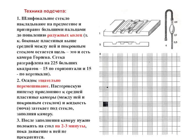 Техника подсчета: 1. Шлифовальное стекло накладывают на предметное и притирают большими