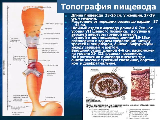 А Длина пищевода 25-26 см. у женщин, 27-29 см. у мужчин.