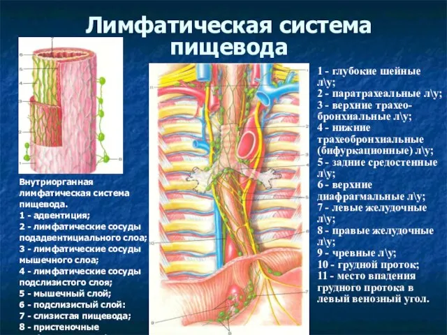 Лимфатическая система пищевода Внутриорганная лимфатическая система пищевода. 1 - адвентиция; 2