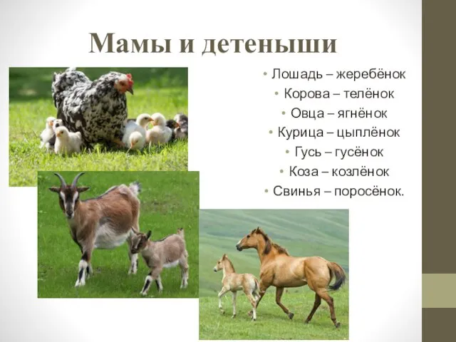 Мамы и детеныши Лошадь – жеребёнок Корова – телёнок Овца –