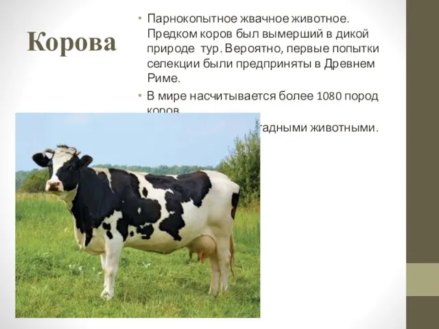 Корова Парнокопытное жвачное животное. Предком коров был вымерший в дикой природе