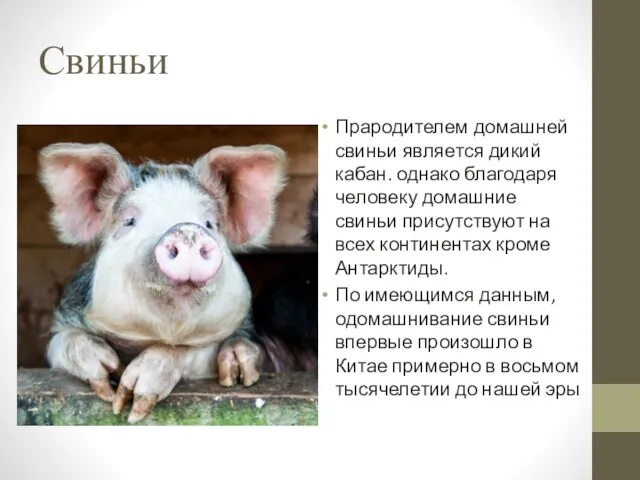 Свиньи Прародителем домашней свиньи является дикий кабан. однако благодаря человеку домашние