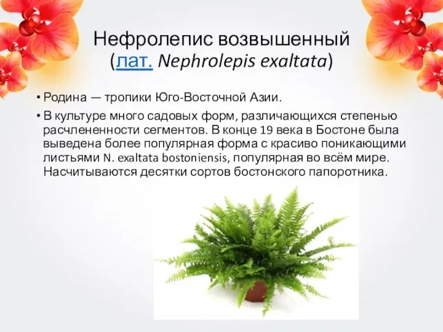 Нефролепис возвышенный (лат. Nephrolepis exaltata) Родина — тропики Юго-Восточной Азии. В