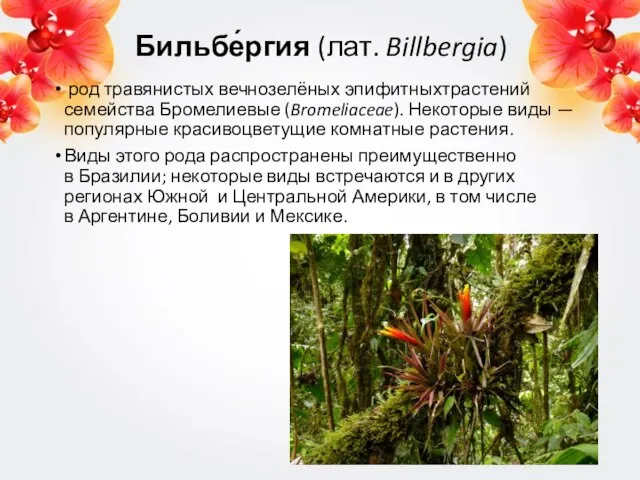 Бильбе́ргия (лат. Billbergia) род травянистых вечнозелёных эпифитныхтрастений семейства Бромелиевые (Bromeliaceae). Некоторые