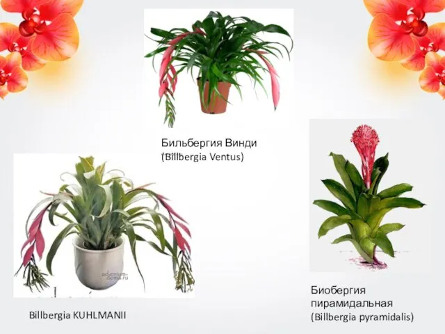 Billbergia KUHLMANII Бильбергия Винди (Billbergia Ventus) Биобергия пирамидальная (Billbergia pyramidalis)