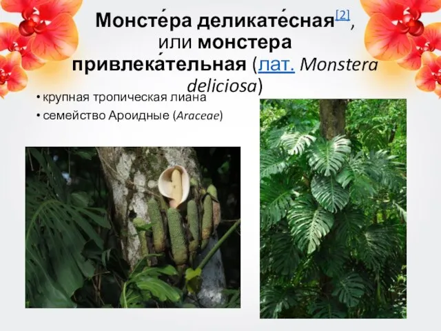 Монсте́ра деликате́сная[2], или монстера привлека́тельная (лат. Monstera deliciosa) крупная тропическая лиана семейство Ароидные (Araceae)