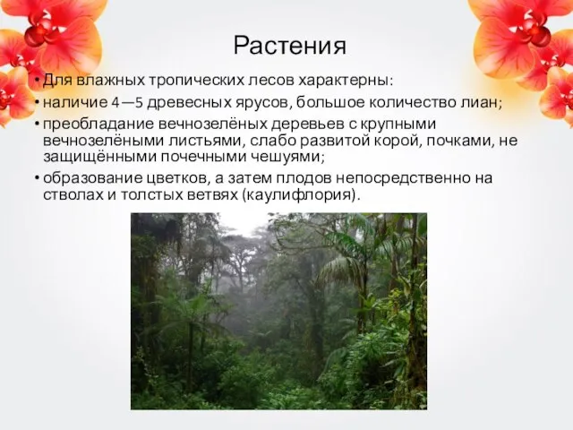 Растения Для влажных тропических лесов характерны: наличие 4—5 древесных ярусов, большое