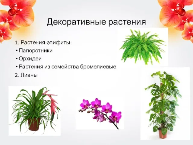 Декоративные растения 1. Растения-эпифиты: Папоротники Орхидеи Растения из семейства бромелиевые 2. Лианы