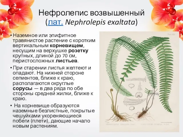 Нефролепис возвышенный (лат. Nephrolepis exaltata) Наземное или эпифитное травянистое растение с