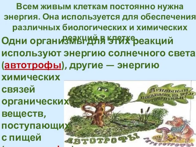 Всем живым клеткам постоянно нужна энергия. Она используется для обеспечения различных