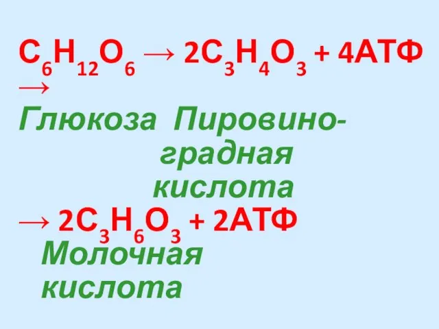 С6Н12О6 → 2С3Н4О3 + 4АТФ → Глюкоза Пировино- градная кислота → 2С3Н6О3 + 2АТФ Молочная кислота