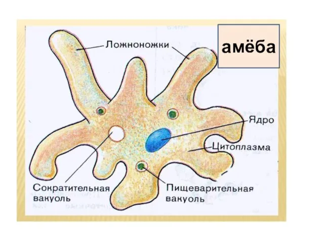 амёба