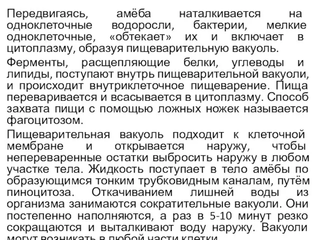 Передвигаясь, амёба наталкивается на одноклеточные водоросли, бактерии, мелкие одноклеточные, «обтекает» их