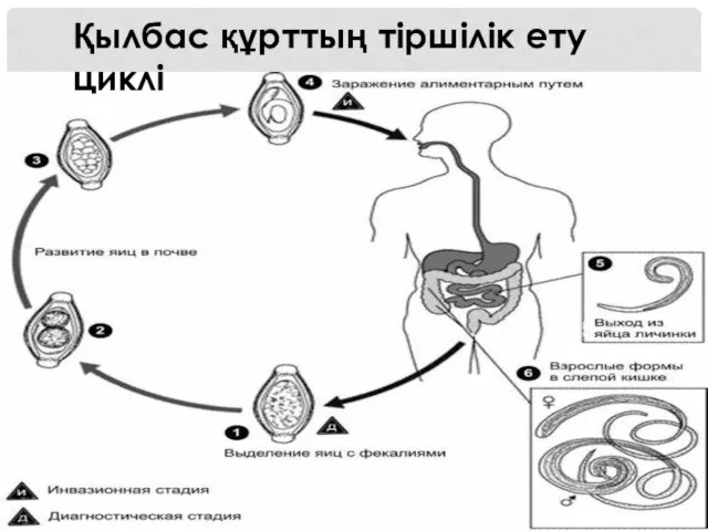 Қылбас құрттың тіршілік ету циклі