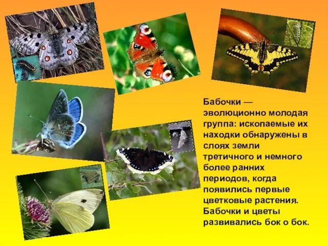 Бабочки — эволюционно молодая группа: ископаемые их находки обнаружены в слоях
