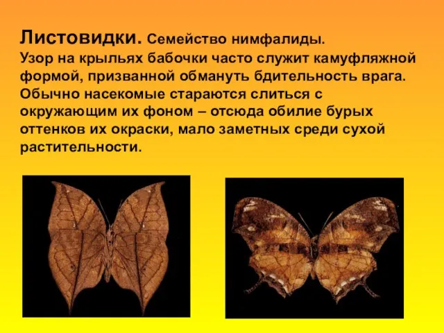 Листовидки. Семейство нимфалиды. Узор на крыльях бабочки часто служит камуфляжной формой,