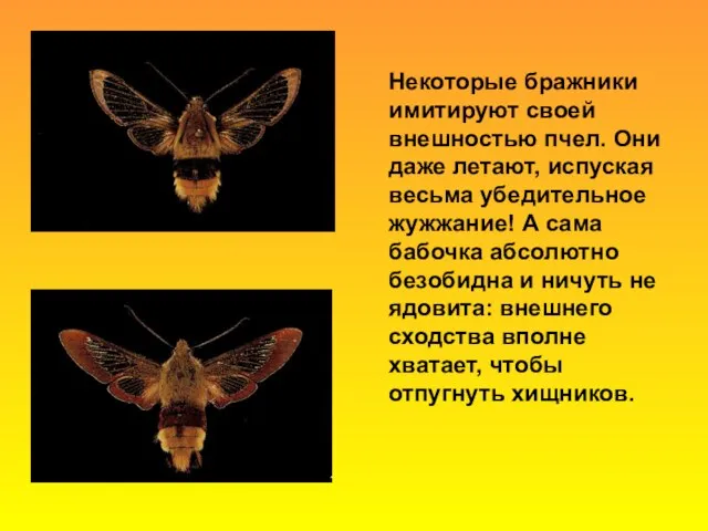 Некоторые бражники имитируют своей внешностью пчел. Они даже летают, испуская весьма