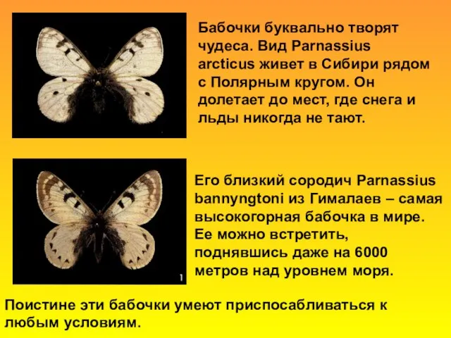 Бабочки буквально творят чудеса. Вид Parnassius arcticus живет в Сибири рядом