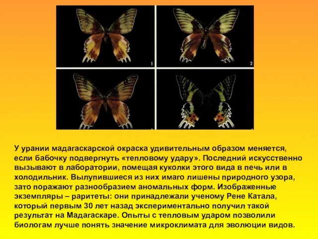 У урании мадагаскарской окраска удивительным образом меняется, если бабочку подвергнуть «тепловому