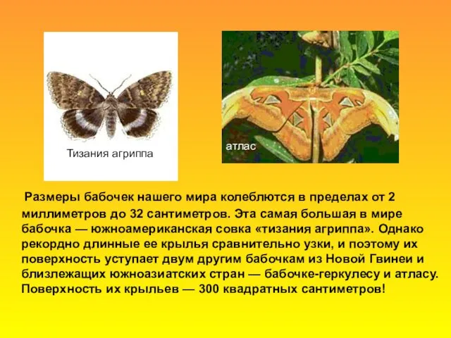 Размеры бабочек нашего мира колеблются в пределах от 2 миллиметров до