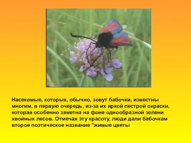 Насекомые, которых, обычно, зовут бабочки, известны многим, в первую очередь, из-за