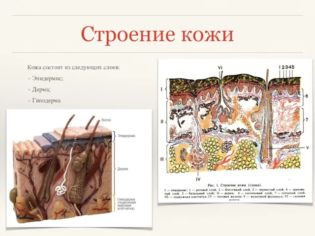 Строение кожи Кожа состоит из следующих слоев: Эпидермис; Дерма; Гиподерма