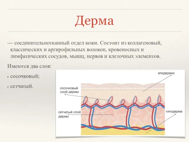 Дерма — соединительнотканный отдел кожи. Состоит из коллагеновый, классических и аргирофильных