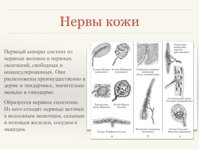 Нервы кожи Нервный аппарат состоит из нервных волокон и нервных окончаний,