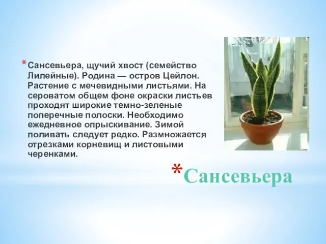 Сансевьера Сансевьера, щучий хвост (семейство Лилейные). Родина — остров Цейлон. Растение