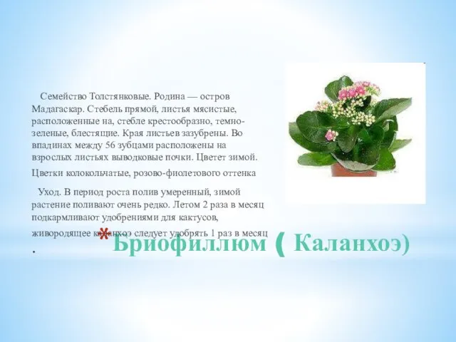 Бриофиллюм ( Каланхоэ) Семейство Толстянковые. Родина — остров Мадагаскар. Стебель прямой,