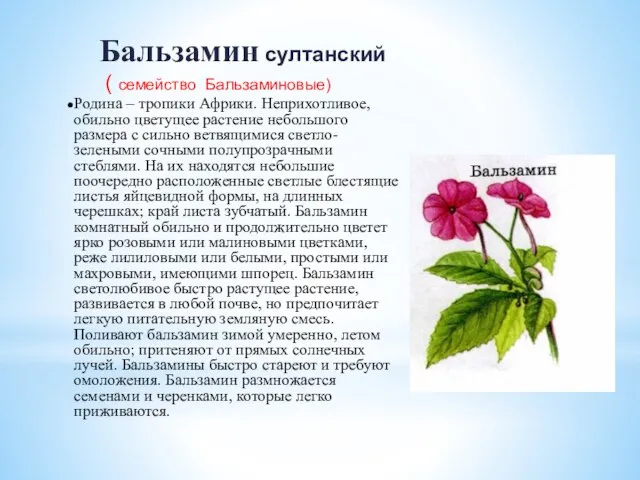 Родина – тропики Африки. Неприхотливое, обильно цветущее растение небольшого размера с