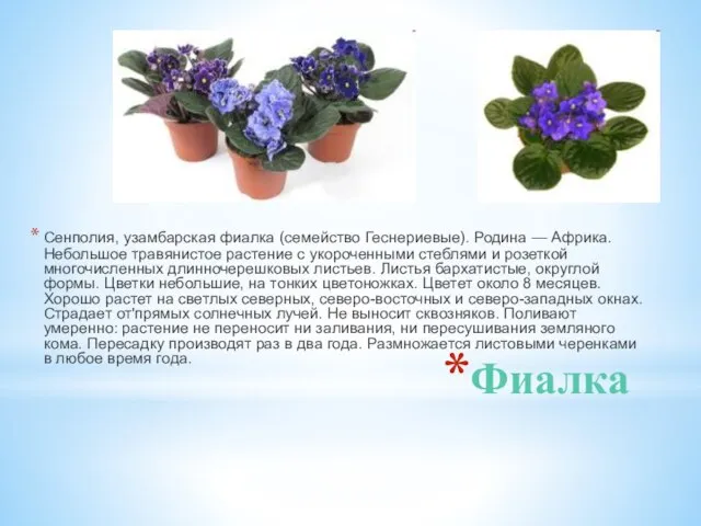 Фиалка Сенполия, узамбарская фиалка (семейство Геснериевые). Родина — Африка. Небольшое травянистое