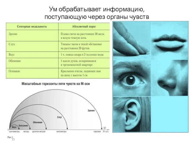 Ум обрабатывает информацию, поступающую через органы чувств