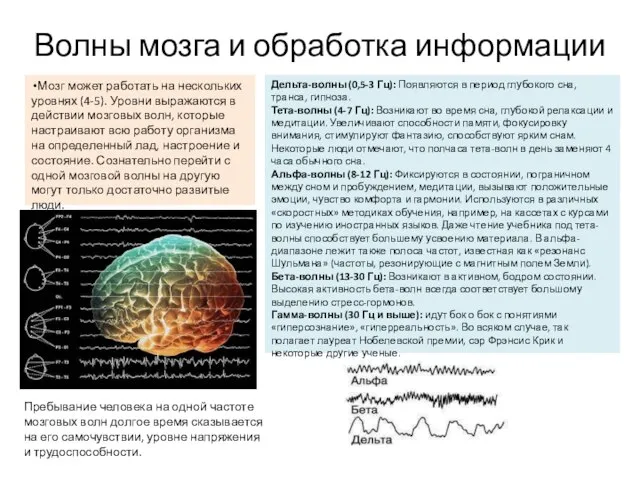 Волны мозга и обработка информации Мозг может работать на нескольких уровнях